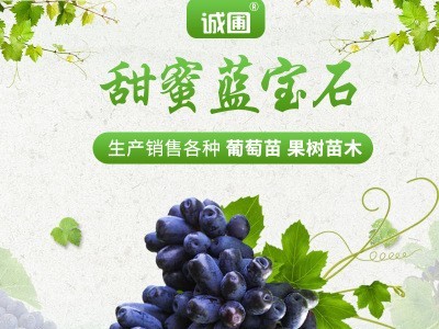甜蜜无核蓝宝石嫁接树苗葡萄苗 南北方种植甜蜜蓝宝石葡萄苗图1