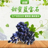 甜蜜无核蓝宝石嫁接树苗葡萄苗 南北方种植甜蜜蓝宝石葡萄苗