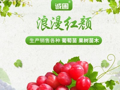 浪漫红颜葡萄苗木 嫁接浪漫红颜葡萄苗南北方庭院种植盆栽地栽图1