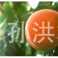 果树类0.4桃苗1年中国种苗2-3年桃苗欢迎洽谈