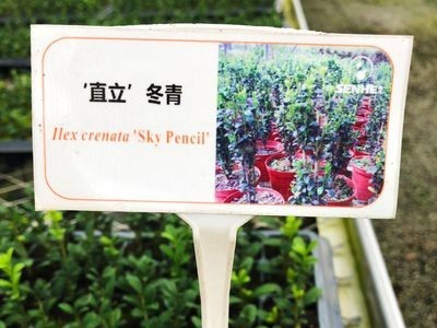 ‘直立’冬青小苗大苗绿植盆栽家庭阳台园艺育苗批发图1