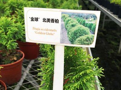 北美香柏育苗绿植盆栽家庭阳台园艺批发图1