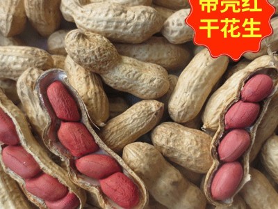 大量批发东北四粒红花生果水煮带壳红皮干花生果带壳生花生果新货图1