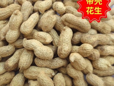 山东带壳的花生果 红皮花生果 生花生炒货红皮带壳袋装25公斤图1
