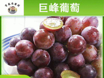 果园现摘巨峰葡萄新鲜水果 甜葡萄巨峰 新鲜水果直供一箱6斤批发图1