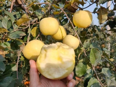 山东烟台黄金奶油富士4.5-5斤约10-12个图1