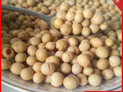 低温烘培熟大豆熟黄豆早餐豆浆 厂家现货优惠价低温烘焙熟图1