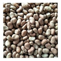 青海蚕豆 货源充足量大从优 产地供应