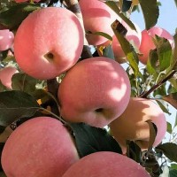 产地货源新鲜水果陕西红富士苹果当季水果整箱水晶红富士苹果