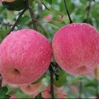 陕西高原红富士苹果10斤糖心苹果 新鲜现摘脆甜可口 非花牛苹果