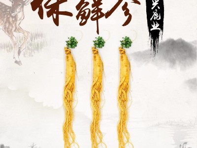 东北特产保鲜人参 泡酒煲汤大个人白参 整枝新鲜长白山人参批发图1