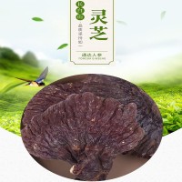 吉林长白山特产灵芝厂家批发打粉切片嚼服煲汤多种食用方法灵芝