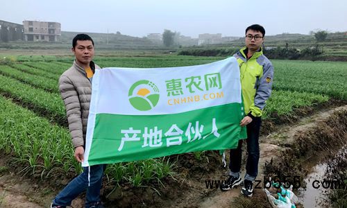这是一张陈家满：11个春秋从“门外汉”变“韭菜通”的配图