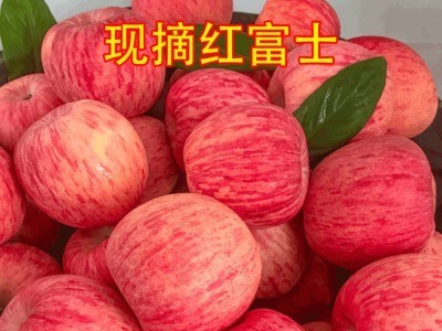 脆甜苹果冰糖心红富士苹果10斤丑苹果富士应季新鲜水果批发红富士图1