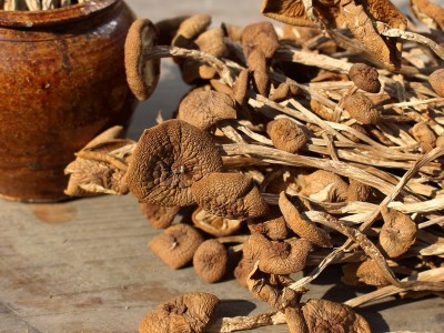 福建古田茶树菇干货 散装批发 一件代发图1