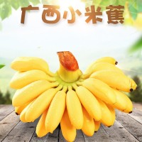 当季水果广西热带小米焦 批发新鲜应季水果整箱代发3/5/9斤小香蕉