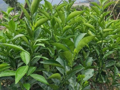 脐橙苗脐橙树苗产地大量批发高度50-80公分果树苗根系壮量大免邮图1
