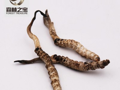2020新货 亚香棒虫甘孜虫草 虫草现货批发图1