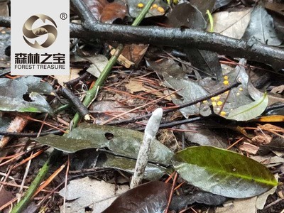 广西贵州仿野生新鲜三叶青500g金线吊葫芦金丝吊葫芦三叶崖爬藤图1