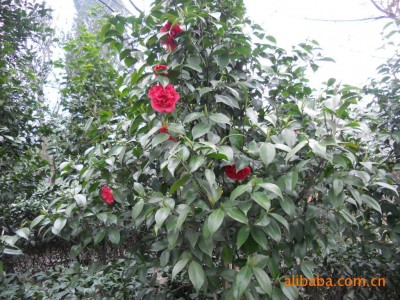 四川名山县 供应质优七芯红花山茶3公分 品质优良图1