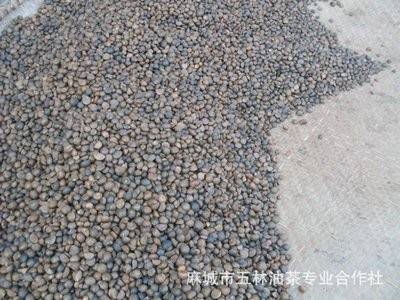 （产地供应）湖北油茶籽 烘干茶籽 油茶之乡 高油率茶籽 山茶籽图1