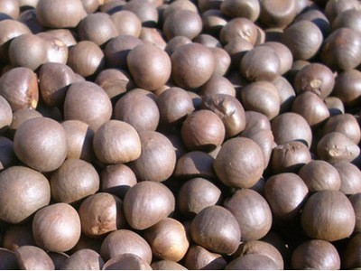 2020年新绿茶籽种子青茶籽干籽 茶叶籽新茶籽颗粒饱满现货供应图1