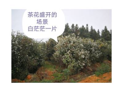 山茶油/野生山茶籽油/农村土榨茶油/孕妇月子油/江西土特产图1