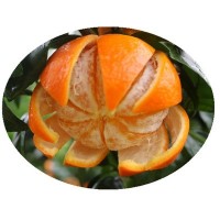 1-4月熟 花皮果 广西象州沃柑 水果 柑子 柑橘10斤装