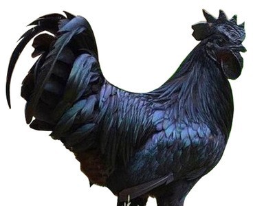 土鸡乌鸡苗活体鸡苗土鸡苗黑鸡乌骨鸡五黑活苗小鸡苗批发图1