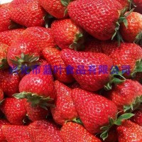 供应草莓粉 冻干草莓粉末 FD草莓粉末 粗粉颜色鲜红