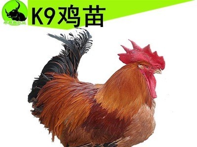 小鸡活体快大三黄九斤土鸡苗批发包邮882广东红玉鸡苗k9黄羽免运图1