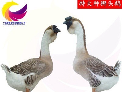 广西鹅苗活体 黑狮头鹅苗 大种狮头鹅苗马岗鹅 青脚麻鸡苗 番鸭苗图1