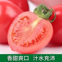 一件包邮新鲜现摘樱桃西红柿季生吃蔬菜小柿子批发零售48小时发货