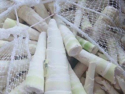 百笋园福建特产笋尾 笋尖乳酸发酵笋 厂家直销 现货批发麻笋蔬菜图1