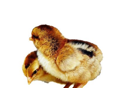 厂家直销鸡苗快大青脚麻鸡苗 成快大青脚麻鸡苗价格 易养活图1
