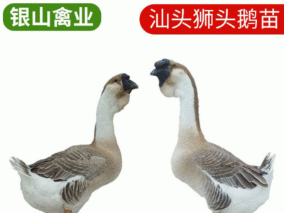 现货直供家禽活苗 广西南宁高存活狮头鹅苗 供应批发汕头狮头鹅苗图1