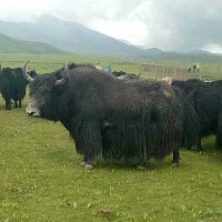 活牦牛多少钱一斤 耗牛产地批发价格 青海西藏甘肃那里的牦牛便宜