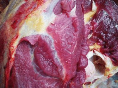 供应甘肃天祝白牦牛肉 新鲜牦牛肉 西藏牦牛肉 冷冻包装生肉批发图1