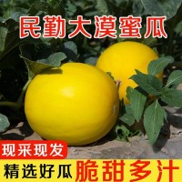 黄河蜜瓜头茬当季现采摘应季采摘哈密瓜甘肃民勤3斤5斤9斤