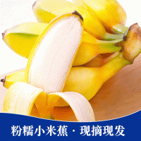 当季水果广西热带小米焦 批发新鲜应季水果整箱代发9斤小香蕉