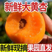 陕西大黄杏子应季新鲜现摘孕妇水果3/5斤整箱批发红杏酸杏甜杏子