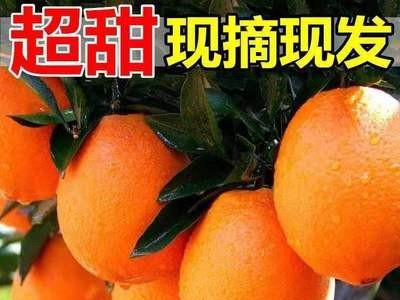 冰糖橙新鲜橙子10斤水果超甜手剥橙应季孕妇水果果冻橙整箱批发图1