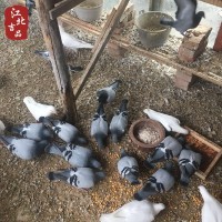 草乳鸽新鲜鸽子苏北农家自家散养土鸽现杀顺丰一件代发