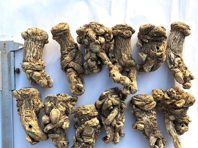 源产地直销甘肃岷县当归头当归头1斤13头左右图1