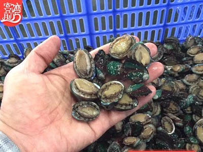 厂家批发活冻小鲍鱼网红麻辣小海鲜 餐饮佛跳墙食材 社区团购代发图1