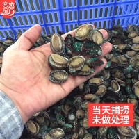 厂家批发活冻小鲍鱼网红麻辣小海鲜 餐饮佛跳墙食材 社区团购代发