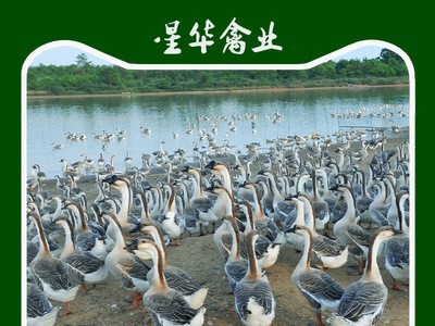 湖南衡阳新华禽畜大量供应 小种灰鹅出壳苗图1