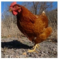 供应海兰褐红羽蛋鸡苗 产蛋率高 白尾父母代种鸡成活率