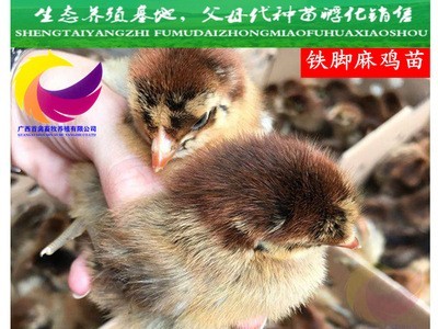 广西鸡苗快大型青脚麻鸡良凤铁脚麻鸡苗红瑶鸡黑瑶鸡K9鸡苗鸭鹅苗图1