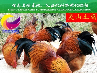 广西首禽畜牧养殖有限公司 灵山土鸡苗活体 青脚麻鸡苗 鸭苗 鹅苗图1